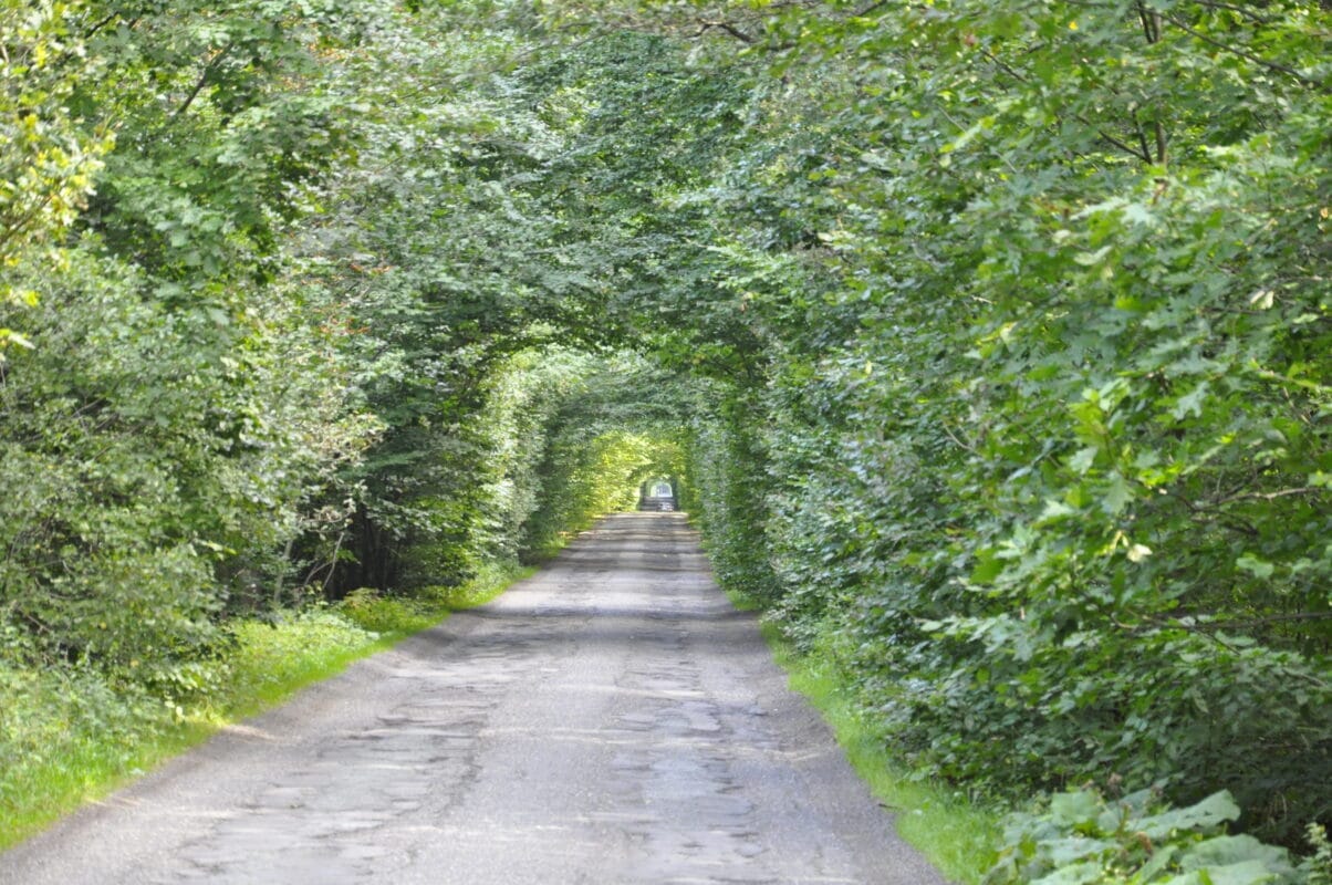 Droga w lesie. Drzewa tworzą tunel z zieleni.